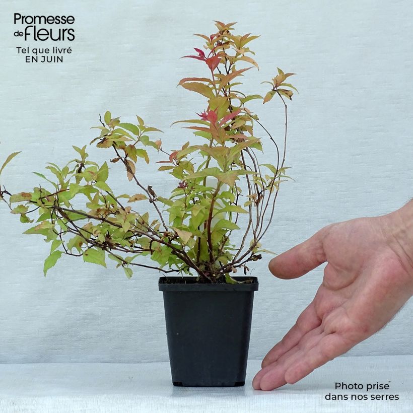 Spiraea japonica Goldflame 8/9 cm pot sample as delivered in summer