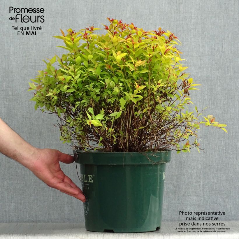 Spiraea japonica Magic Carpet 7.5L/10L potShipped height around 40/50cm sample as delivered in spring