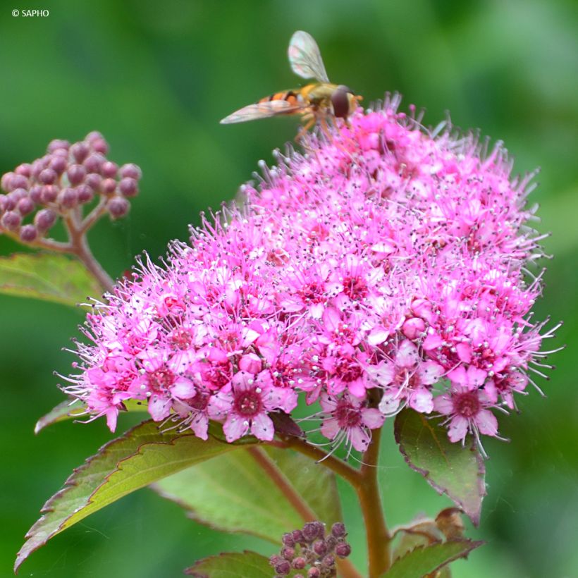 Spiraea japonica Merlo Green (Flowering)