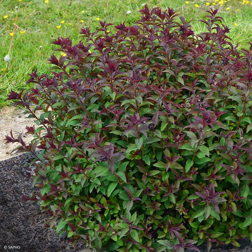 Spiraea japonica Merlo Green (Plant habit)
