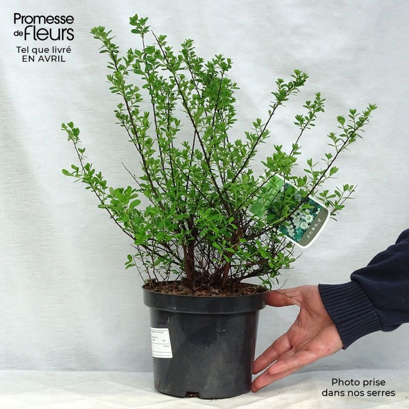 Spiraea nipponica Snowmound sample as delivered in spring