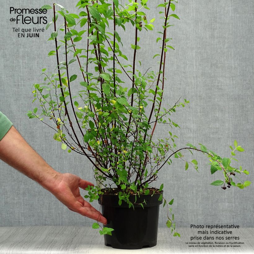 Spiraea japonica Sparkling Champagne 3L/4L pot sample as delivered in summer