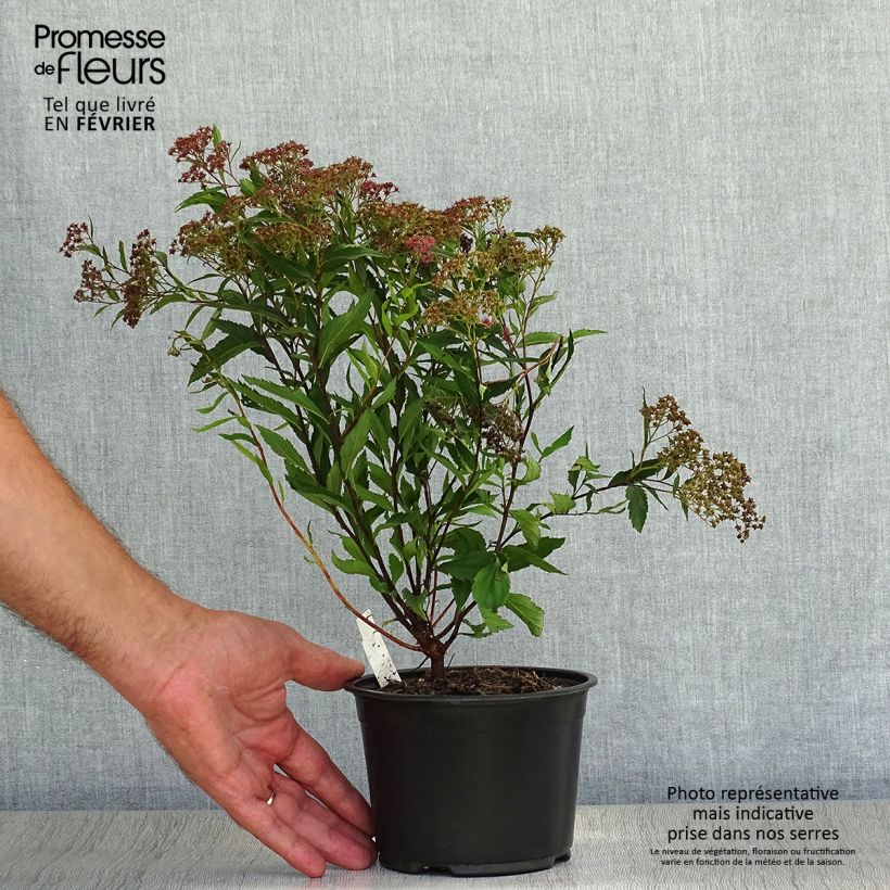 Spirée japonaise - Spiraea japonica Dart's Red en pot de 1L/1,5L sample as delivered in autumn