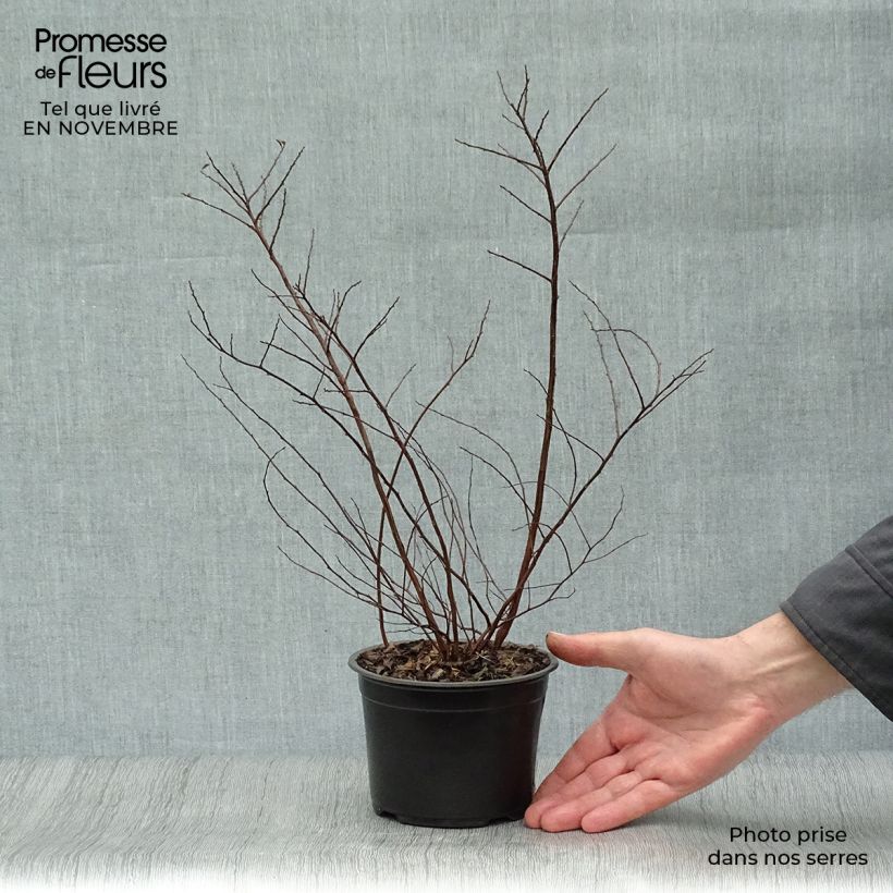 Spirée japonaise - Spiraea nipponica Halward's Silver Pot de 1L/1,5L sample as delivered in autumn