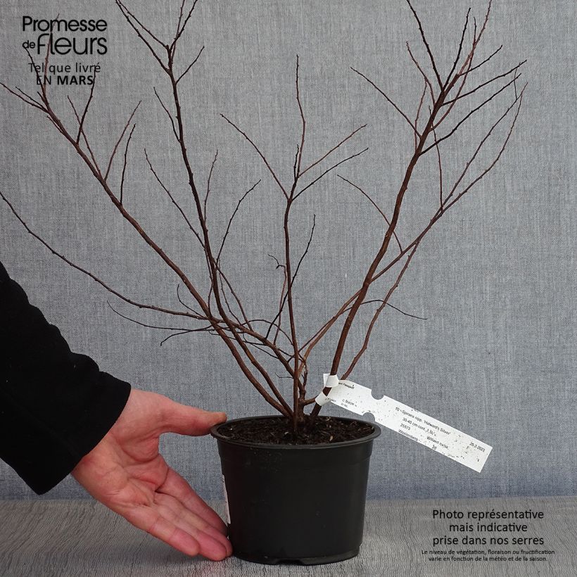 Spirée japonaise - Spiraea nipponica Halward's Silver Pot de 1L/1,5L sample as delivered in winter