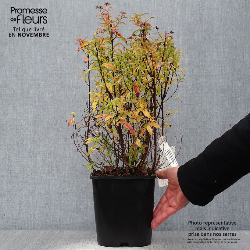 Spirée japonica Anthony Waterer en pot de 4/5L- Spiraea japonaise sample as delivered in autumn