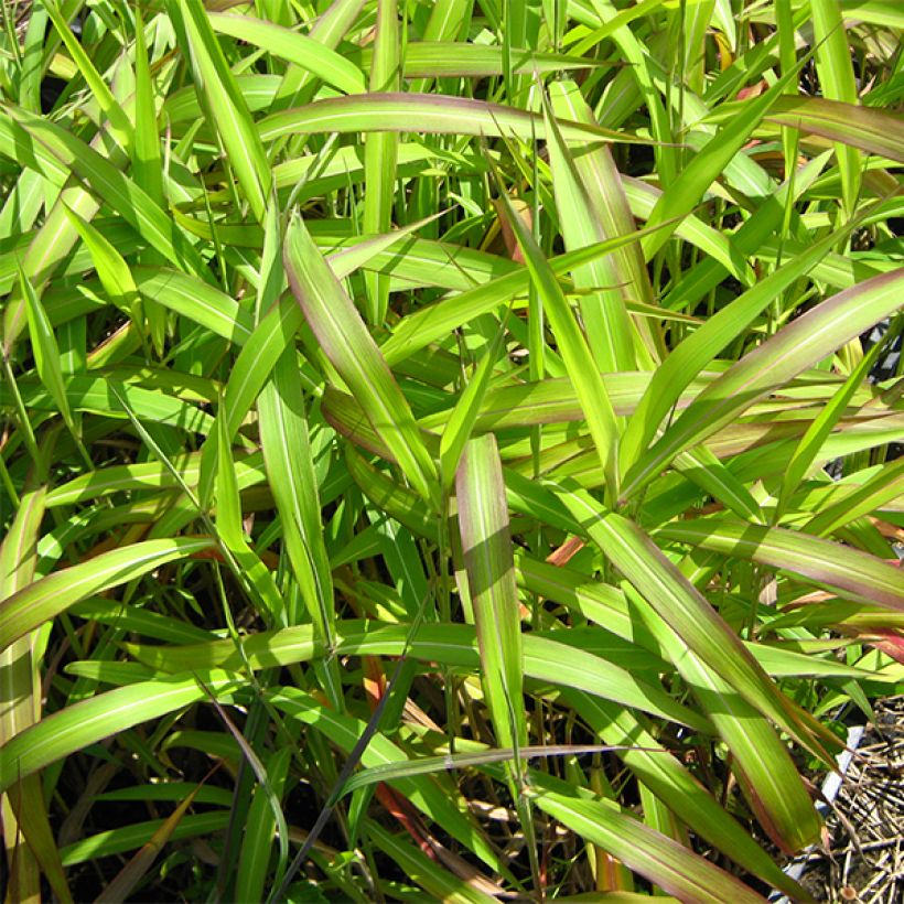 Spodiopogon sibiricus West Lake (Foliage)