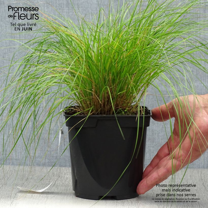 Sporobolus heterolepis - Sporobole à glumes inégales en pot de 2/3 litres sample as delivered in summer