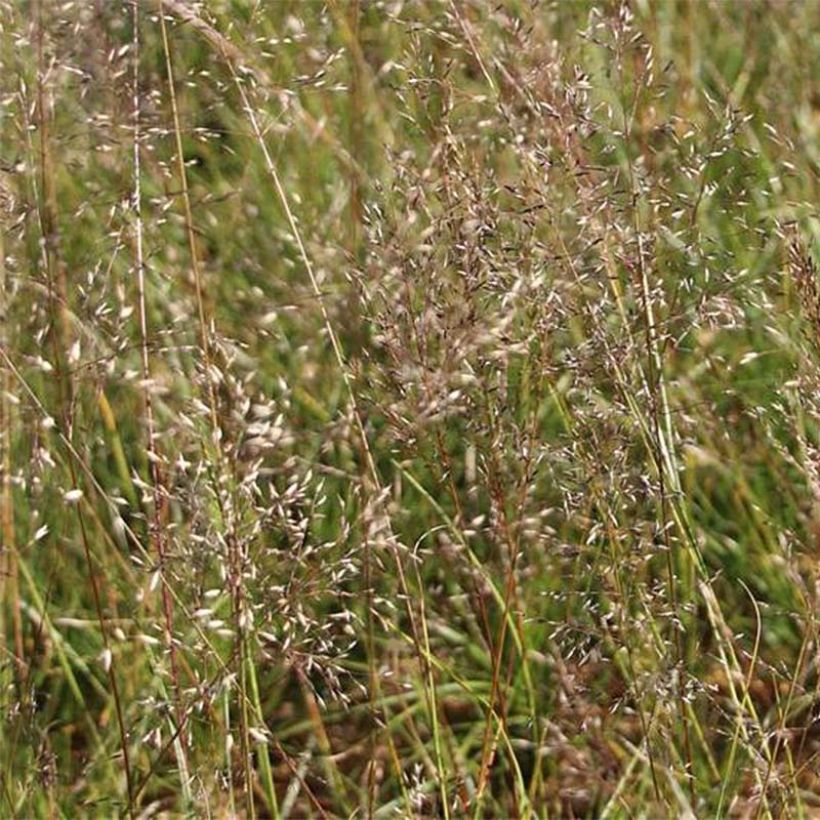 Sporobolus heterolepis Wisconsin Strain (Flowering)