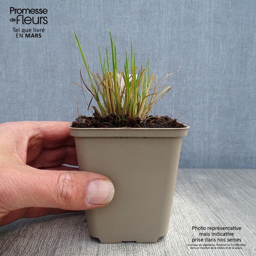 Sporobolus heterolepis Wisconsin Strain 8/9 cm pot sample as delivered in spring