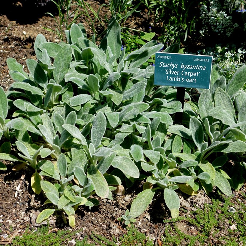 Stachys byzantina Silver Carpet (Plant habit)