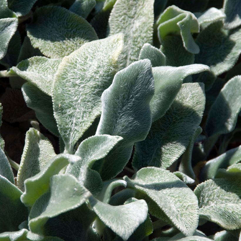 Stachys byzantina Silver Carpet (Foliage)