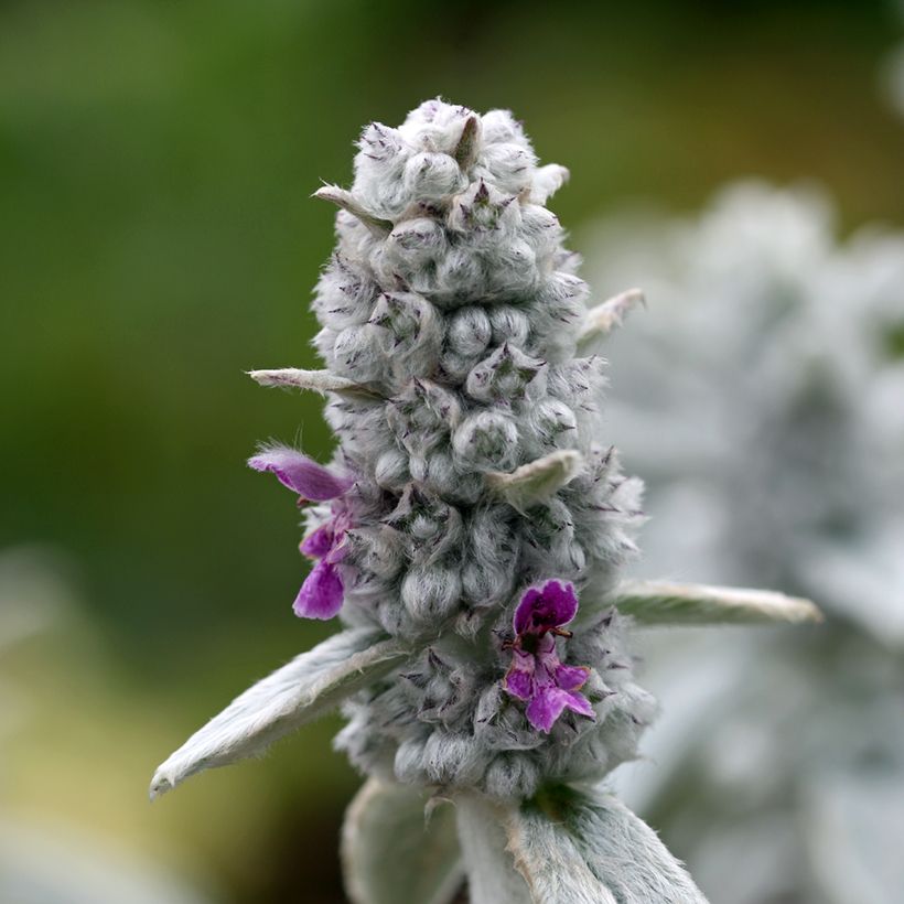 Stachys byzantina Silver Carpet (Flowering)