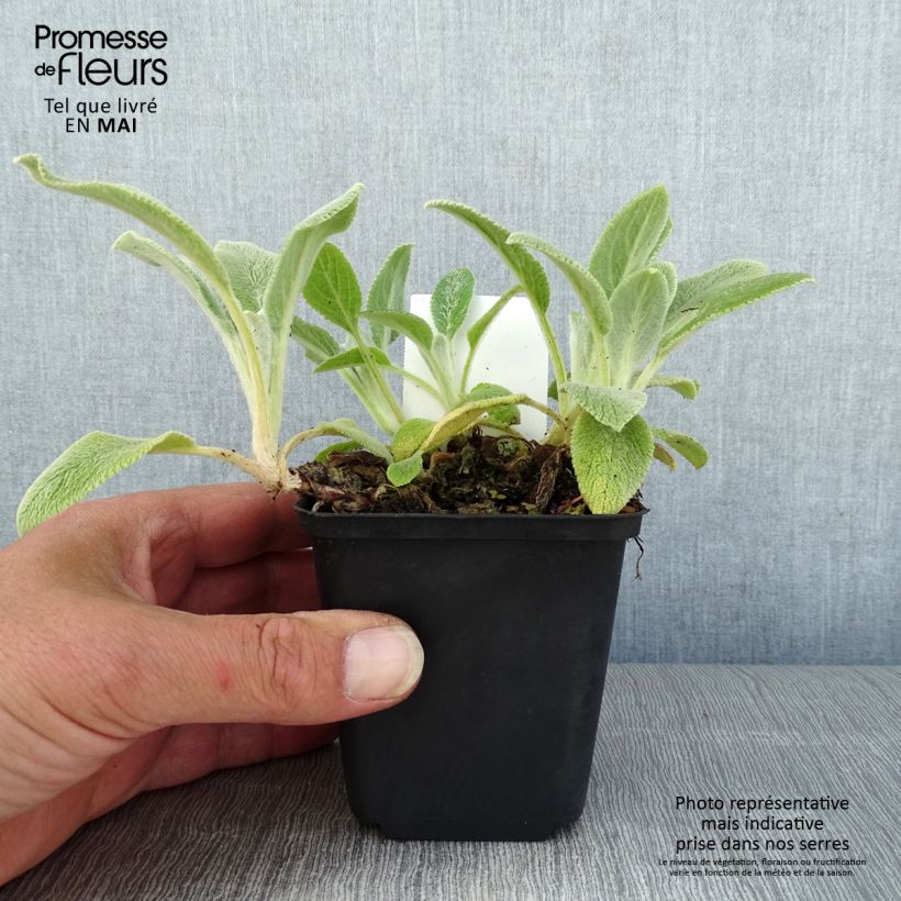 Stachys byzantina Silver Carpet - Oreille d'ours  sample as delivered in spring