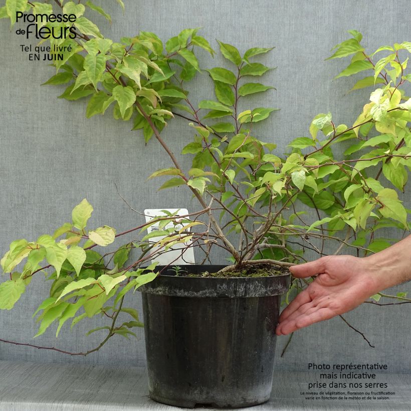 Stachyurus chinensis Joy Forever 7.5L/10L pot sample as delivered in summer