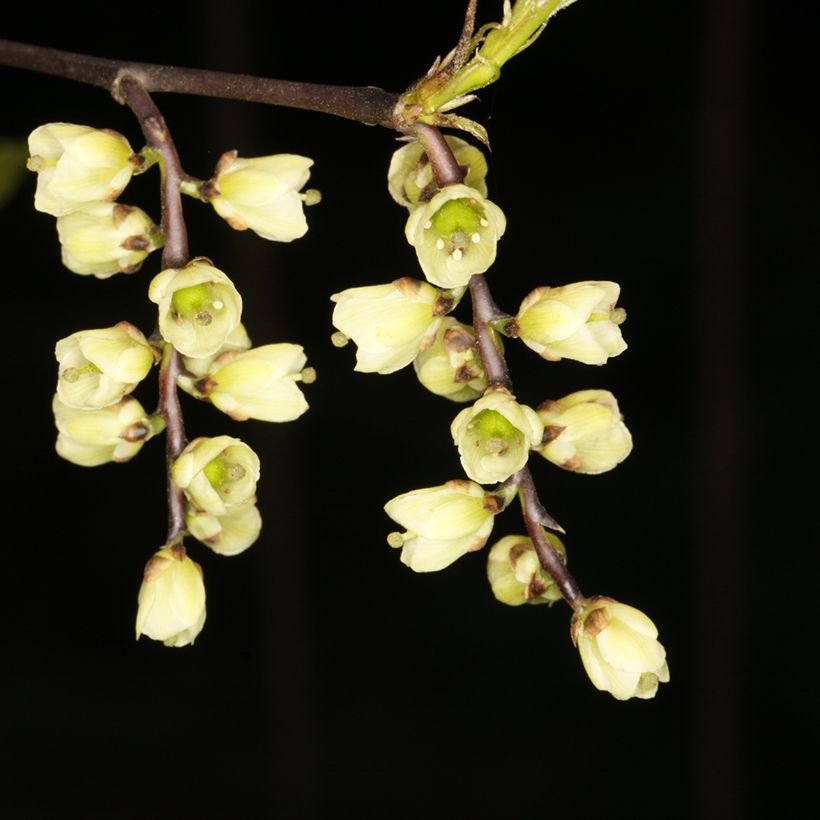 Stachyurus chinensis Wonderful Image - Chinese Stachyurus (Flowering)