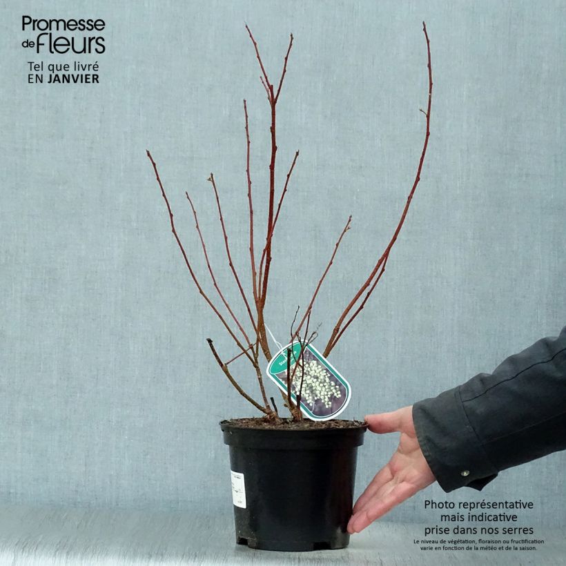 Stachyurus praecox Pot de 2L/3L sample as delivered in winter