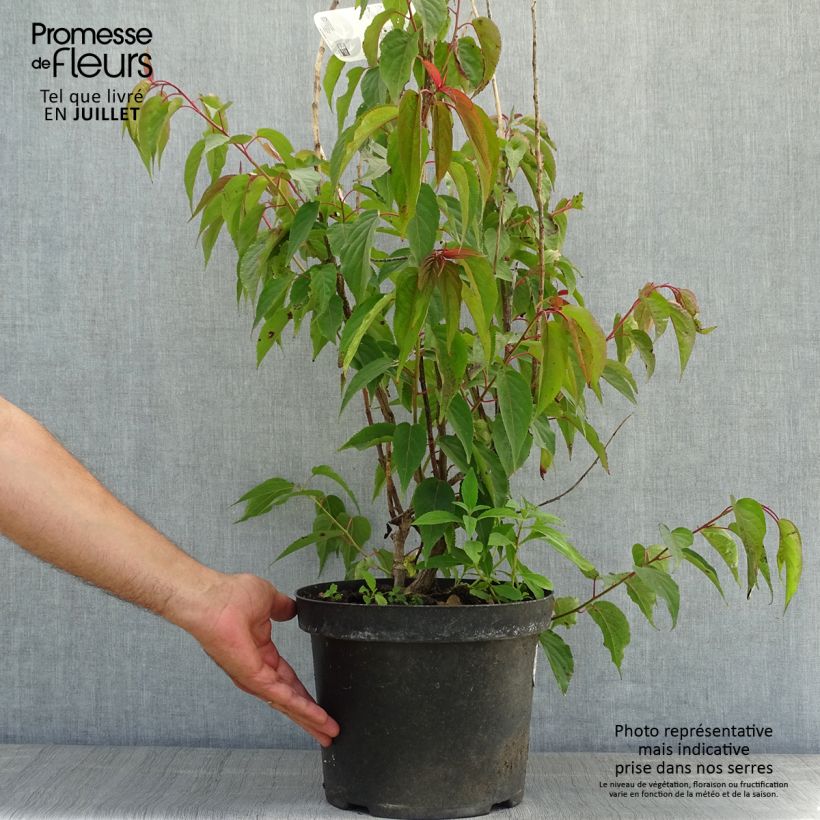 Stachyurus praecox 2L/3L pot sample as delivered in summer