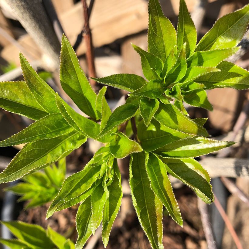 Staphylea colchica Black Jack (Foliage)