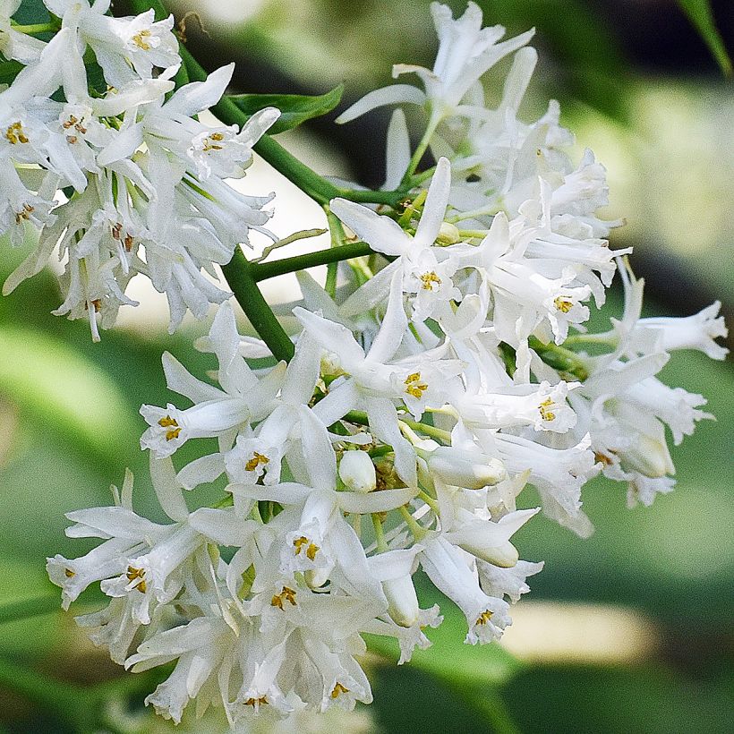 Staphylea colchica Black Jack (Flowering)
