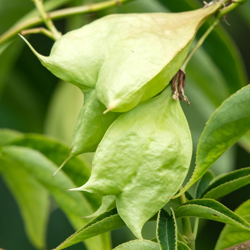 Staphylea colchica Black Jack (Harvest)