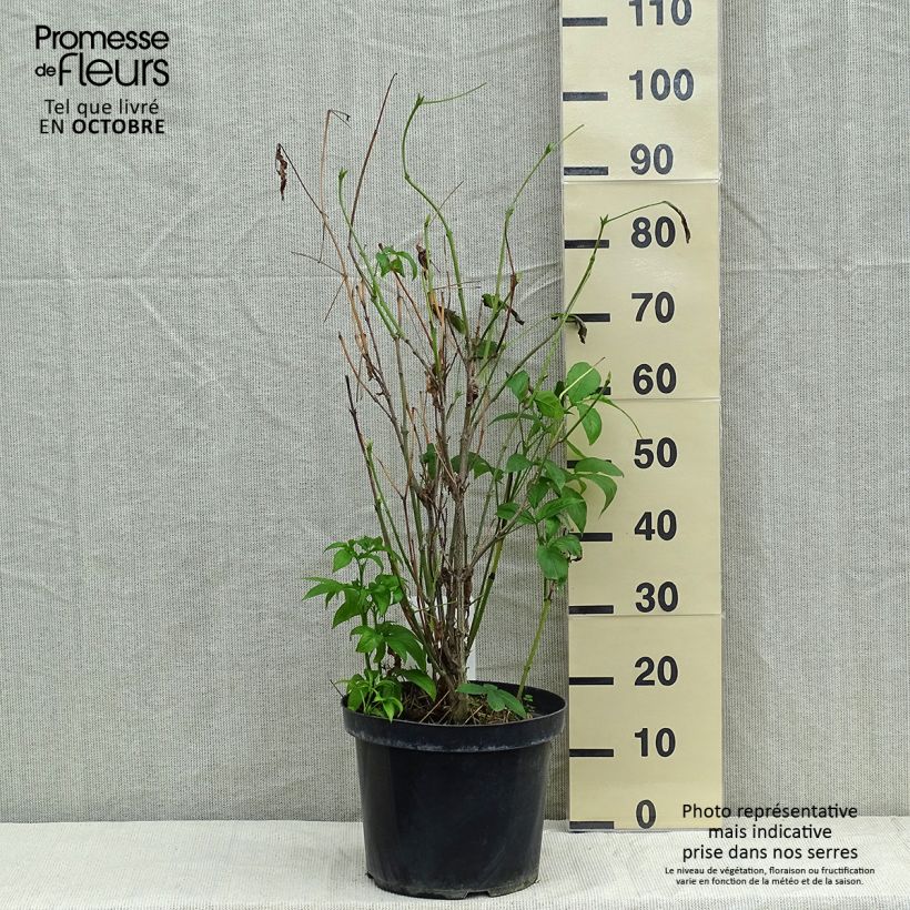 Staphylea colchica 7.5L/10L pot sample as delivered in autumn