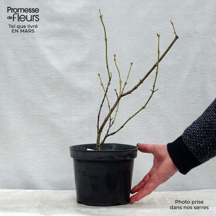 Staphylea pinnata 30/40cm en motte - Faux pistachier sample as delivered in winter