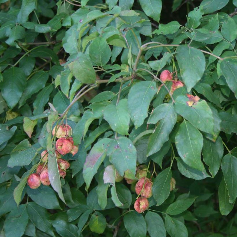 Staphylea pinnata (Foliage)