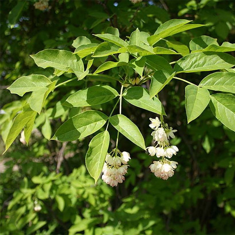 Staphylea pinnata (Flowering)