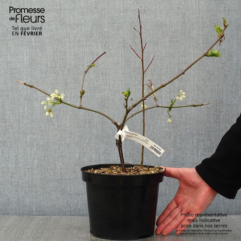 Staphylea pinnata en pot 3/4L - Faux pistachier sample as delivered in winter