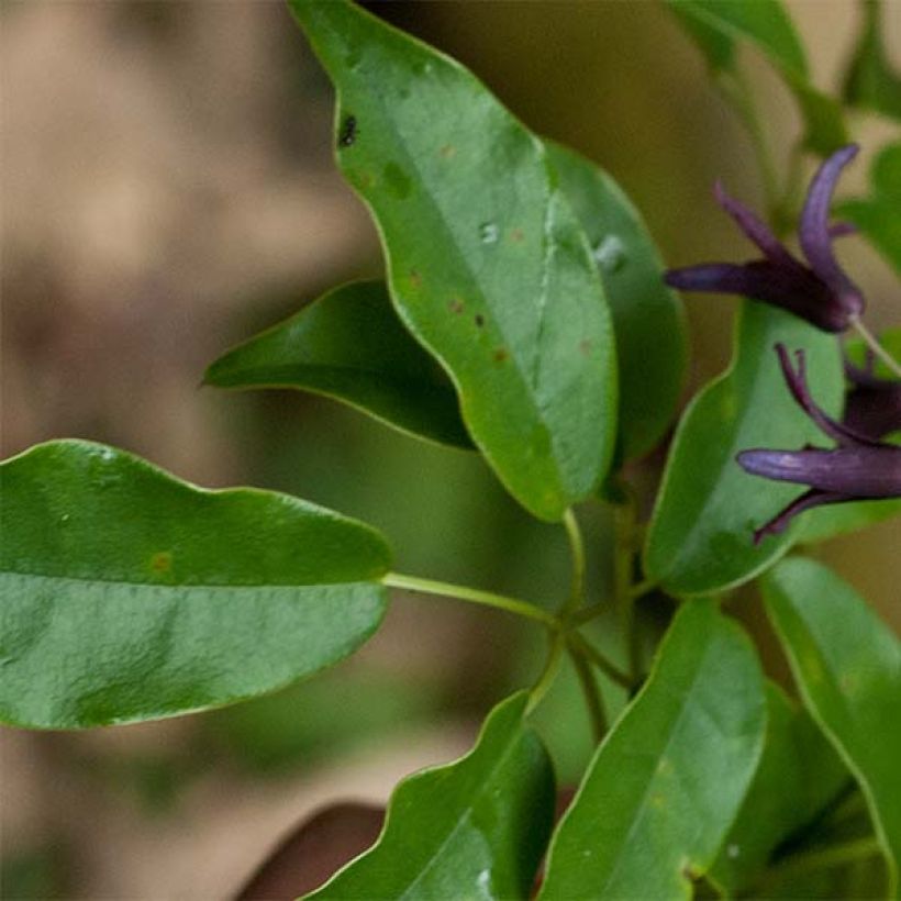 Stauntonia purpurea (Foliage)