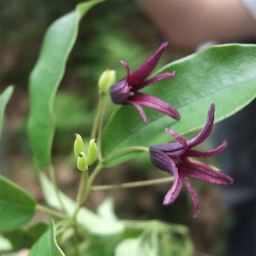 Stauntonia purpurea (Flowering)