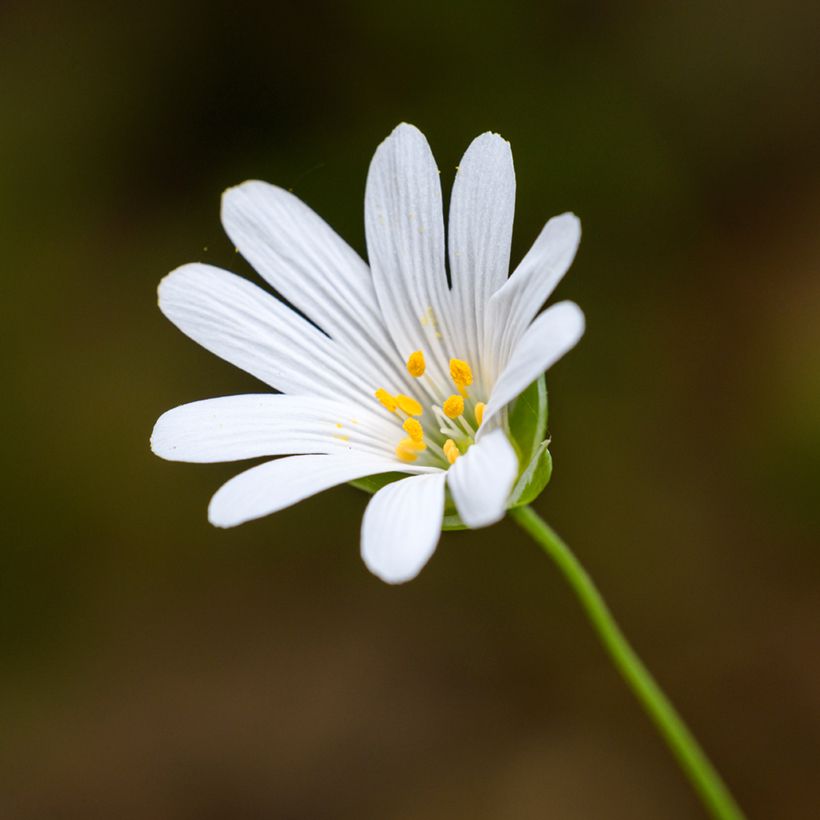 Stellaria holostea (Flowering)