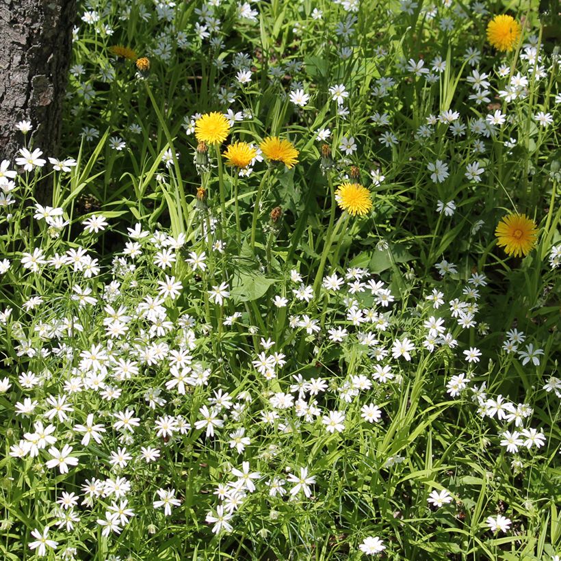 Stellaria holostea (Plant habit)