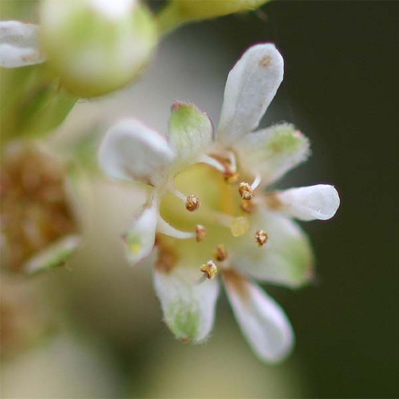 Stephanandra incisa Crispa (Flowering)
