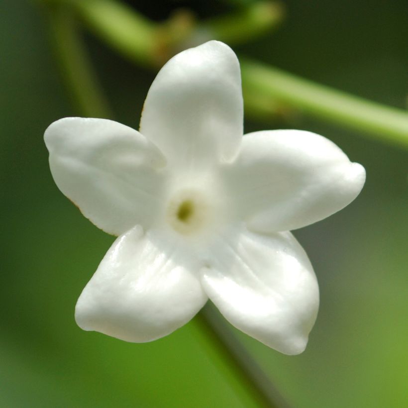 Stephanotis jasminoides (Flowering)