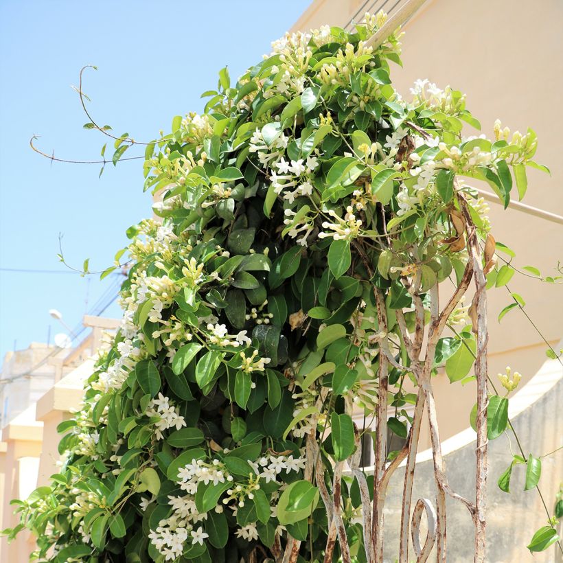 Stephanotis jasminoides (Plant habit)