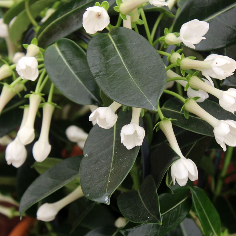 Stephanotis jasminoides (Flowering)