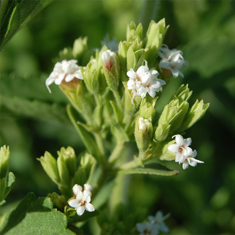 Stevia rebaudiana (Flowering)