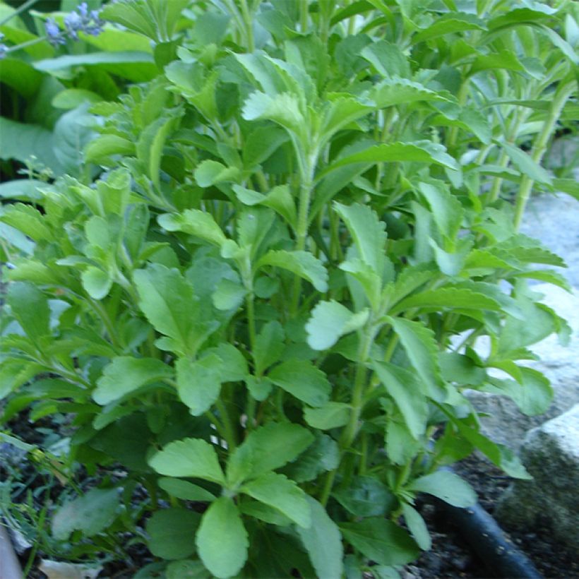 Stevia rebaudiana (Plant habit)