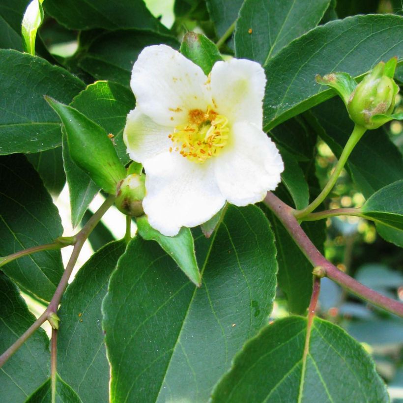 Stewartia monadelpha (Flowering)