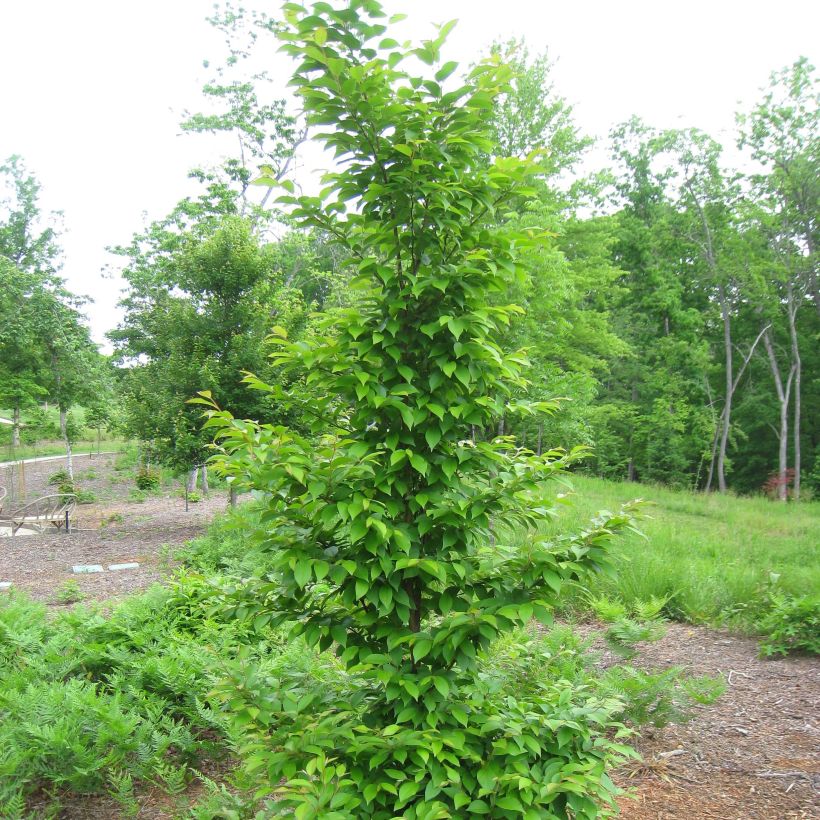 Stewartia monadelpha (Plant habit)