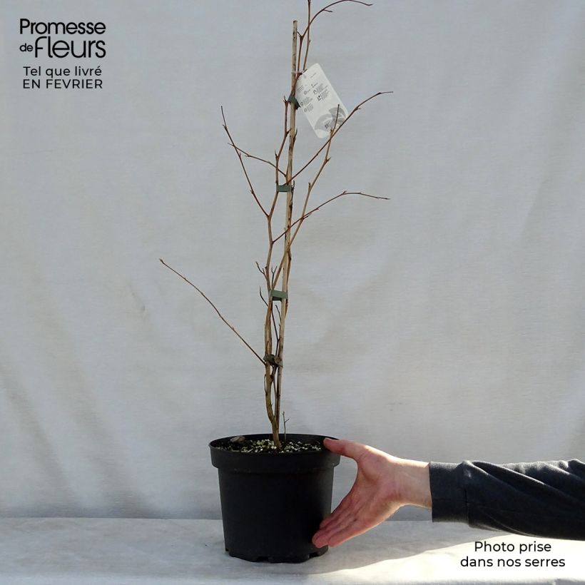 Stewartia pseudocamellia - Stuartie Pot de 3L/4L sample as delivered in winter