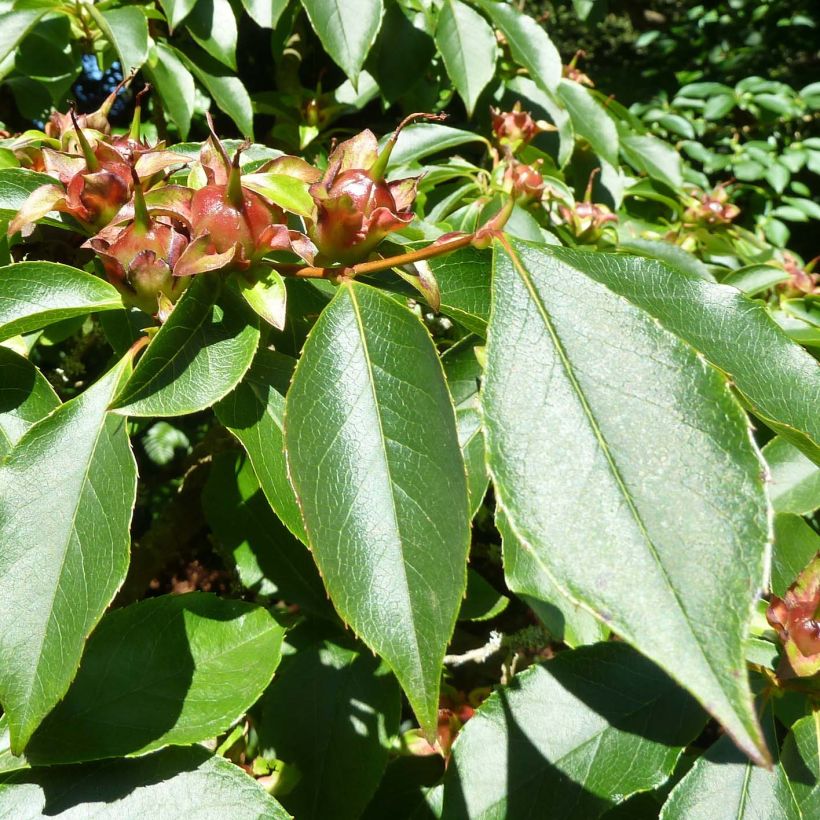 Stewartia rostrata (Foliage)