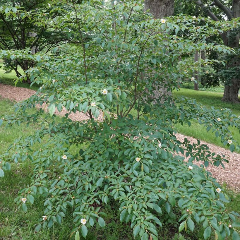 Stewartia rostrata (Plant habit)