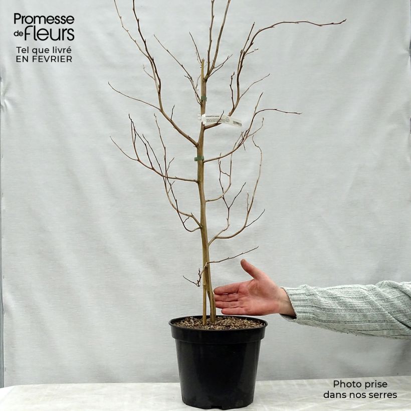 Stewartia rostrata - Stuartie Pot de 4L/5L sample as delivered in winter