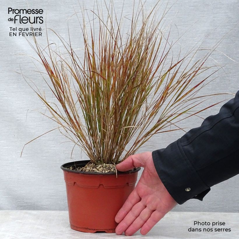 Stipa arundinacea - Anemanthele lessoniana pot de 2L sample as delivered in winter