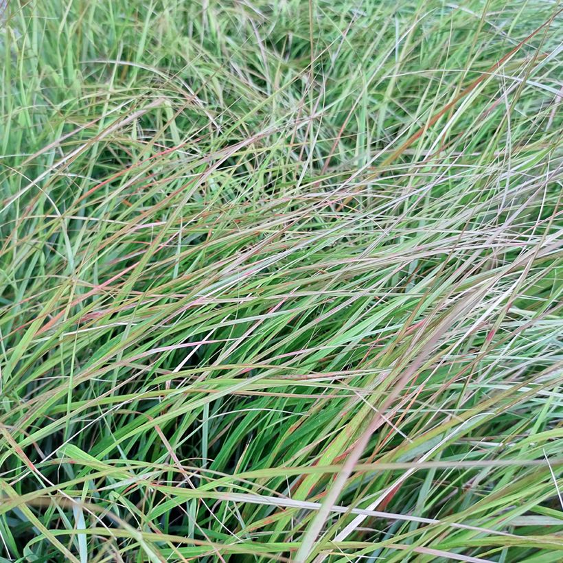 Stipa arundinacea Sirocco (Foliage)