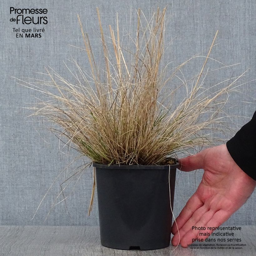 Stipa capillata - Stipe capillaire en pot de 2/3 litres sample as delivered in winter