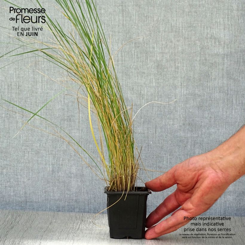 Example of Stipa gigantea  as you get in ete